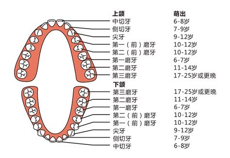 牙齒排列數字 房梁